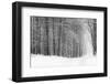 Forest in Winter-Doug Chinnery-Framed Photographic Print