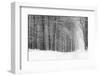 Forest in Winter-Doug Chinnery-Framed Photographic Print