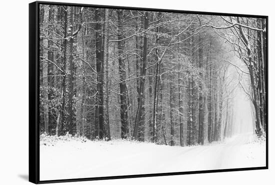 Forest in Winter-Doug Chinnery-Framed Stretched Canvas