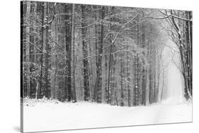 Forest in Winter-Doug Chinnery-Stretched Canvas