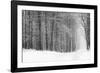 Forest in Winter-Doug Chinnery-Framed Photographic Print