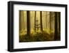 Forest Interior at Dawn, the National Forest, Midlands, UK, Spring 2011-Ben Hall-Framed Photographic Print