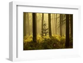 Forest Interior at Dawn, the National Forest, Midlands, UK, Spring 2011-Ben Hall-Framed Photographic Print