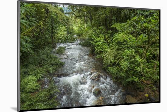 Forest interior. Bwindi Impenetrable Forest. Uganda-Roger De La Harpe-Mounted Photographic Print