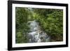 Forest interior. Bwindi Impenetrable Forest. Uganda-Roger De La Harpe-Framed Photographic Print