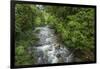 Forest interior. Bwindi Impenetrable Forest. Uganda-Roger De La Harpe-Framed Photographic Print