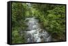 Forest interior. Bwindi Impenetrable Forest. Uganda-Roger De La Harpe-Framed Stretched Canvas