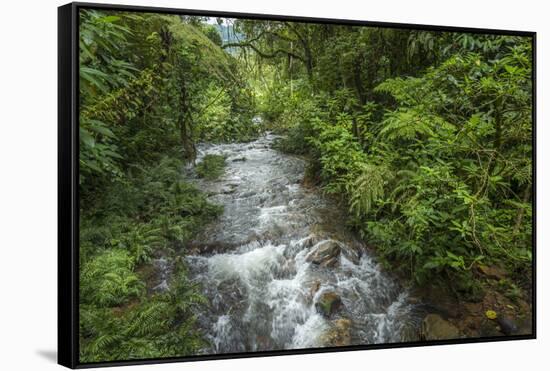 Forest interior. Bwindi Impenetrable Forest. Uganda-Roger De La Harpe-Framed Stretched Canvas