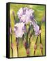 Forest Iris-Mary Russel-Framed Stretched Canvas