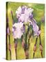 Forest Iris-Mary Russel-Stretched Canvas