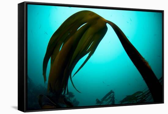 Forest Kelp (Laminaria Hyperborea) Saltstraumen, Bod?, Norway, October 2008-Lundgren-Framed Stretched Canvas