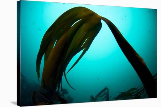 Forest Kelp (Laminaria Hyperborea) Saltstraumen, Bod?, Norway, October 2008-Lundgren-Stretched Canvas