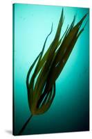 Forest Kelp (Laminaria Hyperborea) Saltstraumen, Bod?, Norway, October 2008-Lundgren-Stretched Canvas