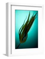 Forest Kelp (Laminaria Hyperborea) Saltstraumen, Bod?, Norway, October 2008-Lundgren-Framed Photographic Print