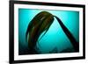 Forest Kelp (Laminaria Hyperborea) Saltstraumen, Bod?, Norway, October 2008-Lundgren-Framed Photographic Print