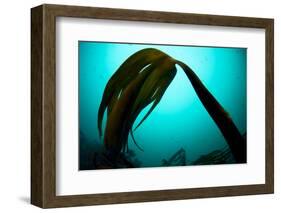 Forest Kelp (Laminaria Hyperborea) Saltstraumen, Bod?, Norway, October 2008-Lundgren-Framed Photographic Print