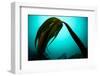 Forest Kelp (Laminaria Hyperborea) Saltstraumen, Bod?, Norway, October 2008-Lundgren-Framed Photographic Print