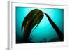 Forest Kelp (Laminaria Hyperborea) Saltstraumen, Bod?, Norway, October 2008-Lundgren-Framed Photographic Print