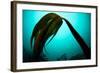 Forest Kelp (Laminaria Hyperborea) Saltstraumen, Bod?, Norway, October 2008-Lundgren-Framed Photographic Print