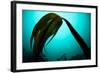 Forest Kelp (Laminaria Hyperborea) Saltstraumen, Bod?, Norway, October 2008-Lundgren-Framed Photographic Print