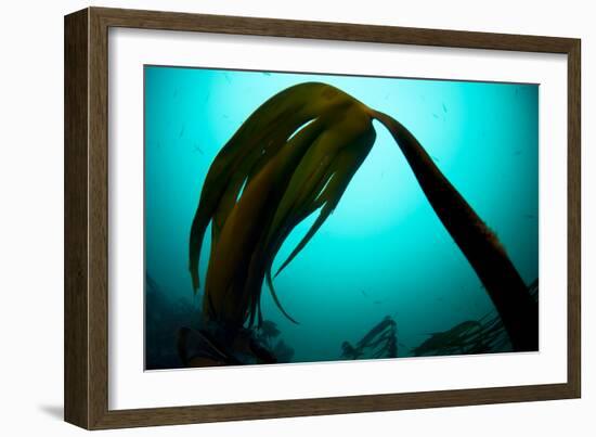 Forest Kelp (Laminaria Hyperborea) Saltstraumen, Bod?, Norway, October 2008-Lundgren-Framed Photographic Print