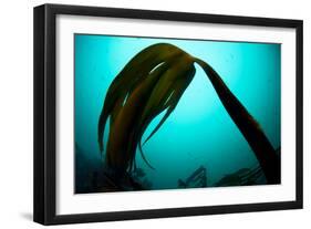 Forest Kelp (Laminaria Hyperborea) Saltstraumen, Bod?, Norway, October 2008-Lundgren-Framed Photographic Print