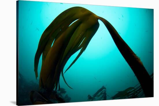 Forest Kelp (Laminaria Hyperborea) Saltstraumen, Bod?, Norway, October 2008-Lundgren-Stretched Canvas