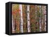 Forest Landscape and Fall Colors, North Shore, Minnesota, USA-Gavriel Jecan-Framed Stretched Canvas