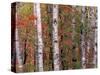 Forest Landscape and Fall Colors, North Shore, Minnesota, USA-Gavriel Jecan-Stretched Canvas