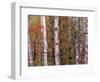 Forest Landscape and Fall Colors, North Shore, Minnesota, USA-Gavriel Jecan-Framed Photographic Print