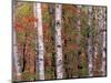 Forest Landscape and Fall Colors, North Shore, Minnesota, USA-Gavriel Jecan-Mounted Photographic Print