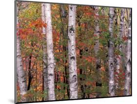 Forest Landscape and Fall Colors, North Shore, Minnesota, USA-Gavriel Jecan-Mounted Photographic Print