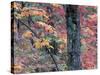Forest Landscape and Fall Colors on Deciduous Trees, Lake Superior National Forest, Minnesota, USA-Gavriel Jecan-Stretched Canvas