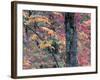 Forest Landscape and Fall Colors on Deciduous Trees, Lake Superior National Forest, Minnesota, USA-Gavriel Jecan-Framed Photographic Print