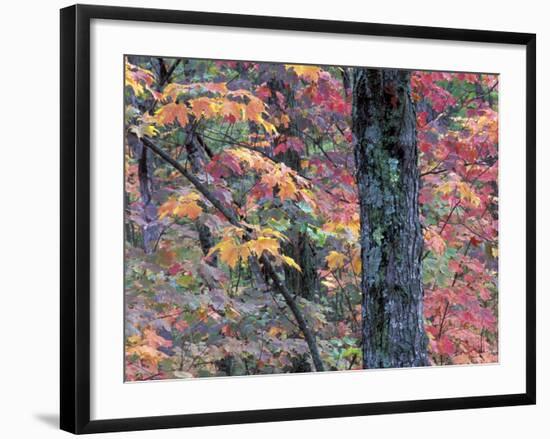Forest Landscape and Fall Colors on Deciduous Trees, Lake Superior National Forest, Minnesota, USA-Gavriel Jecan-Framed Photographic Print