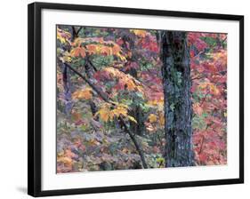 Forest Landscape and Fall Colors on Deciduous Trees, Lake Superior National Forest, Minnesota, USA-Gavriel Jecan-Framed Photographic Print