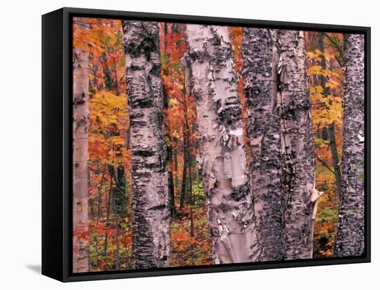 Forest Landscape and Fall Colors on Deciduous Trees, Lake Superior National Forest, Minnesota, USA-Gavriel Jecan-Framed Stretched Canvas