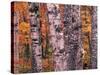 Forest Landscape and Fall Colors on Deciduous Trees, Lake Superior National Forest, Minnesota, USA-Gavriel Jecan-Stretched Canvas