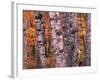 Forest Landscape and Fall Colors on Deciduous Trees, Lake Superior National Forest, Minnesota, USA-Gavriel Jecan-Framed Photographic Print