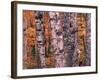 Forest Landscape and Fall Colors on Deciduous Trees, Lake Superior National Forest, Minnesota, USA-Gavriel Jecan-Framed Photographic Print