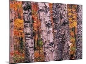 Forest Landscape and Fall Colors on Deciduous Trees, Lake Superior National Forest, Minnesota, USA-Gavriel Jecan-Mounted Photographic Print