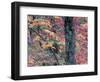 Forest Landscape and Fall Colors on Deciduous Trees, Lake Superior National Forest, Minnesota, USA-Gavriel Jecan-Framed Photographic Print