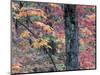 Forest Landscape and Fall Colors on Deciduous Trees, Lake Superior National Forest, Minnesota, USA-Gavriel Jecan-Mounted Photographic Print