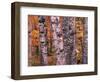 Forest Landscape and Fall Colors on Deciduous Trees, Lake Superior National Forest, Minnesota, USA-Gavriel Jecan-Framed Photographic Print