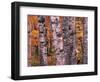 Forest Landscape and Fall Colors on Deciduous Trees, Lake Superior National Forest, Minnesota, USA-Gavriel Jecan-Framed Photographic Print