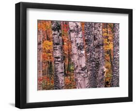 Forest Landscape and Fall Colors on Deciduous Trees, Lake Superior National Forest, Minnesota, USA-Gavriel Jecan-Framed Photographic Print