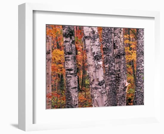 Forest Landscape and Fall Colors on Deciduous Trees, Lake Superior National Forest, Minnesota, USA-Gavriel Jecan-Framed Photographic Print