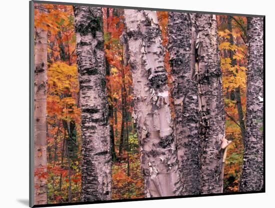 Forest Landscape and Fall Colors on Deciduous Trees, Lake Superior National Forest, Minnesota, USA-Gavriel Jecan-Mounted Photographic Print