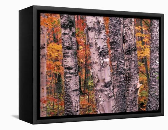 Forest Landscape and Fall Colors on Deciduous Trees, Lake Superior National Forest, Minnesota, USA-Gavriel Jecan-Framed Stretched Canvas