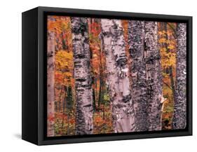 Forest Landscape and Fall Colors on Deciduous Trees, Lake Superior National Forest, Minnesota, USA-Gavriel Jecan-Framed Stretched Canvas